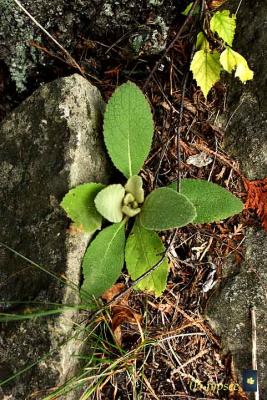 mullein too late