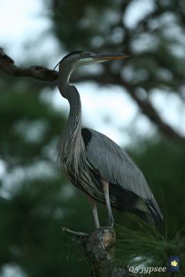 great blue heron in fading light