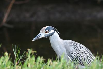 yellow crown night heron looking for supper