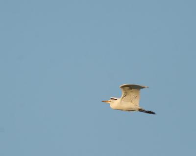 cattle egret