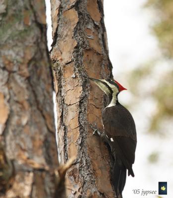 pileated woodpecker in residence