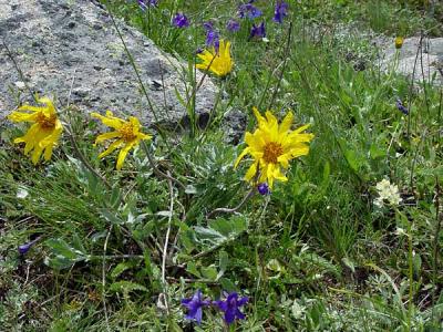 alpine flowers