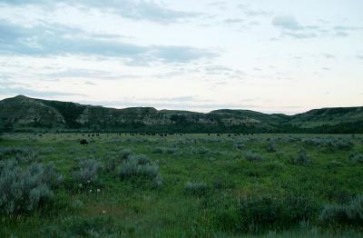 bison herd in badlands of North Dakota