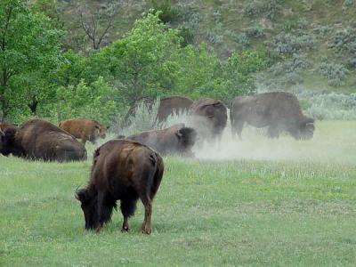 bison bull rolling in a wallow