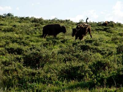 running bison