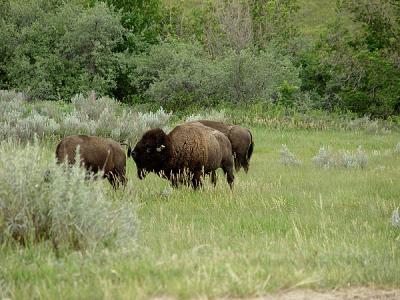 bison bull investigating a bison cow