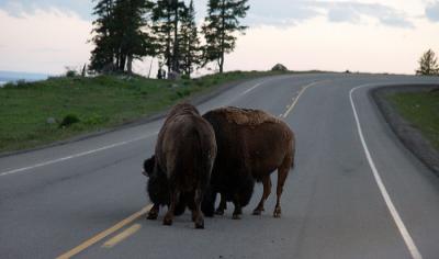 bison road block