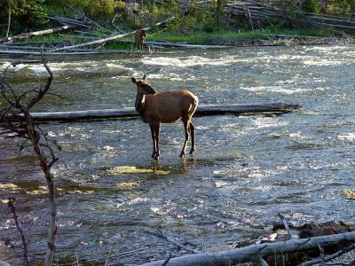 elk in the firehole river