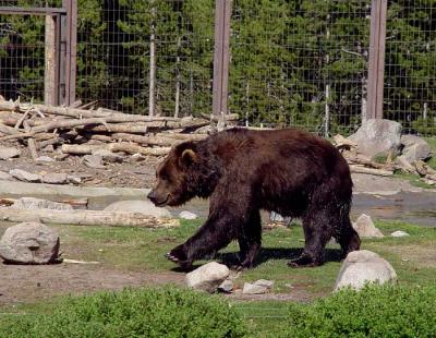captive grizzly