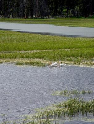 white pelicans