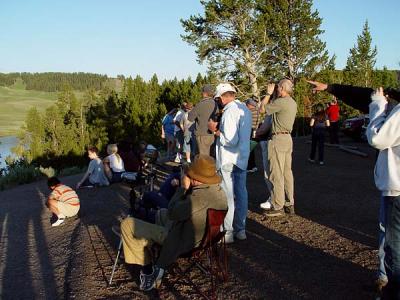 griz watch at Hayden Valley