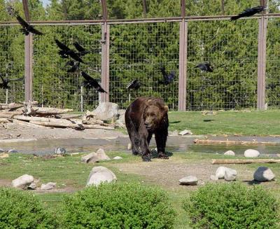 a trip to yellowstone