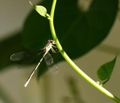 damsel fly and vine