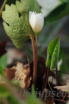 bloodroot in morning shade