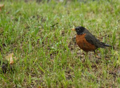 rainy day robin