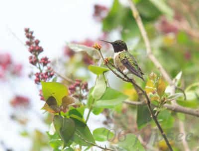 waiting ruby throated hummingbird