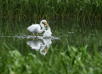 great egret catching a fish