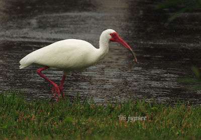 white ibis in the rain