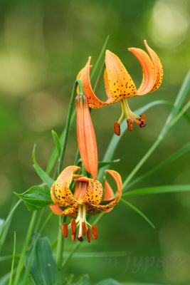 turks cap lily
