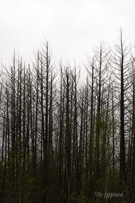 poisoned tamarack