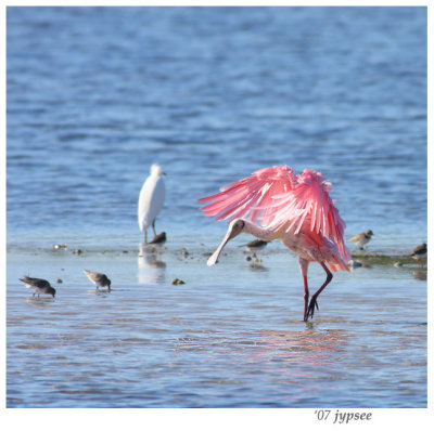 roseate spoonbill after the bath