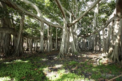 banyan tree at the edison ford estate
