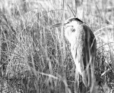a great blue heron is really mostly gray