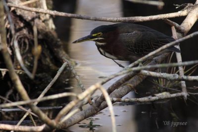 green heron in shadows