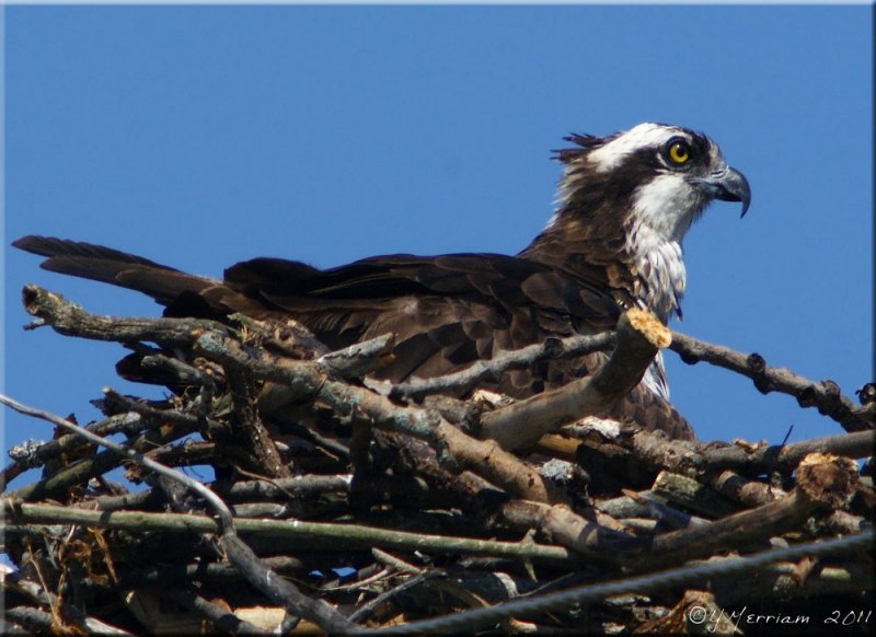 Sitting Osprey