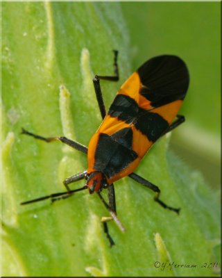 Large Milkweed Bug ~ Oncopeltus fasciatus