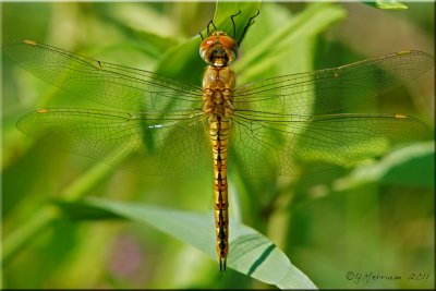 Wandering Glider ~ Pantala flavescens