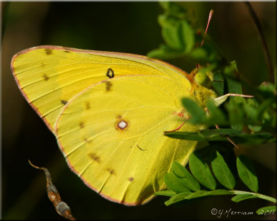 Clouded Sulphur ~ Colias philodice