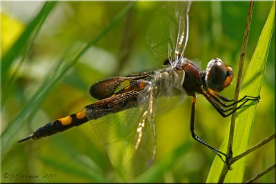 Black Saddlebags ~ Tramea lacerata