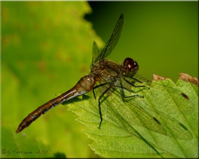 Sympetrum Species