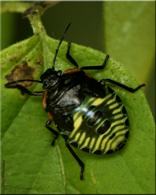 Chinavia hilaris - Green Stink Bug Nymph