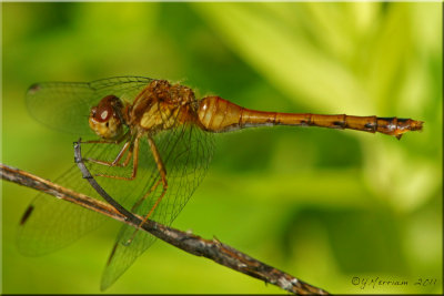 Autumn Meadowhawk ~ Sympetrum vicinum