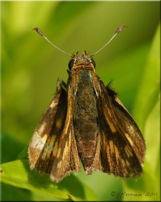 Peck's Skipper