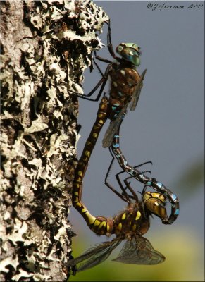 Variable Darners ~ Aeshna interrupta