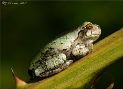 Gray Treefrog ~ Hyla versicolor