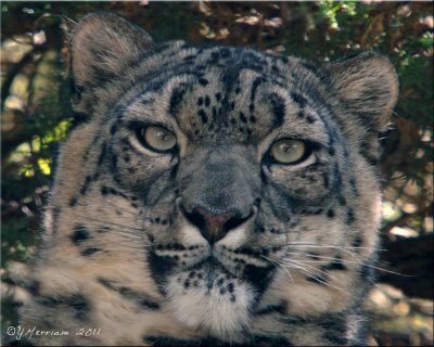 Zena's Stare