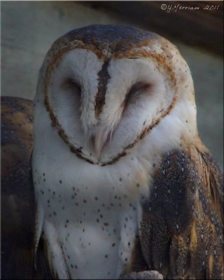 Sleepy Barn Owl