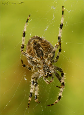 Cross Spider ~ Araneus diadematus