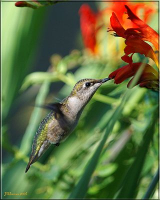 Ruby-Throated Hummingbird