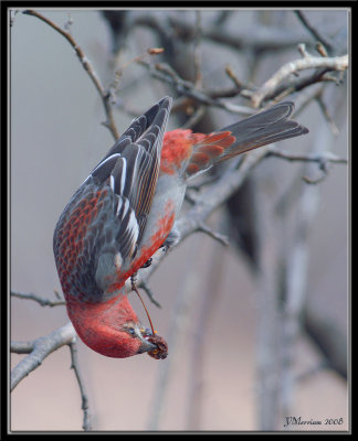 Male Pine Grosbeak