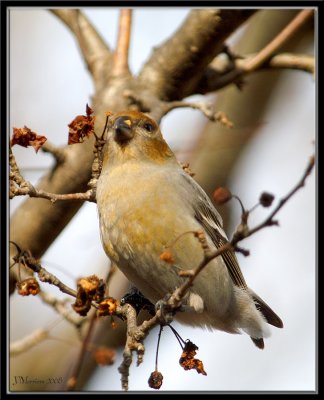 Tailless Female Pine Grosbeak