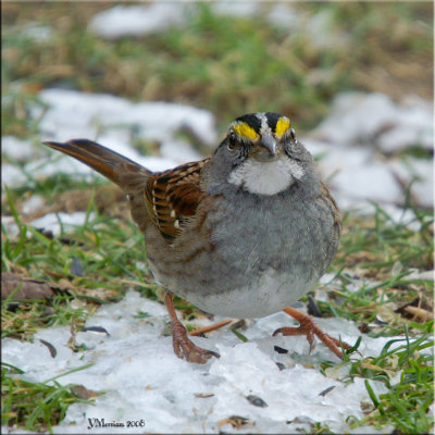 White-throated Sparrow in January