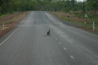 32_skippy_on_road.jpg