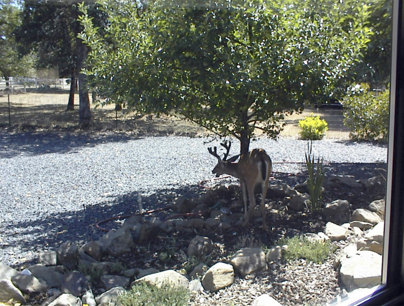 Young buck under the apple tree