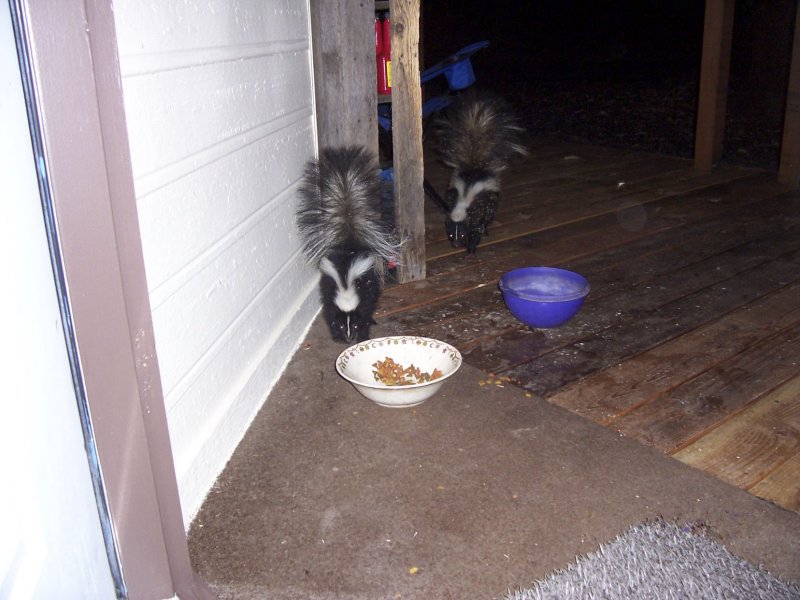 Pair of skunks