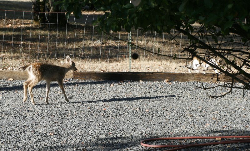 Deer follows Spot